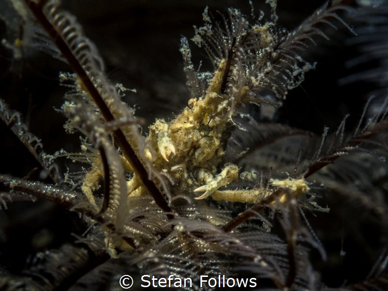 Yellow ... ! Hydroid Crab - Hyastenus sp. Chaloklum, Gulf... by Stefan Follows 