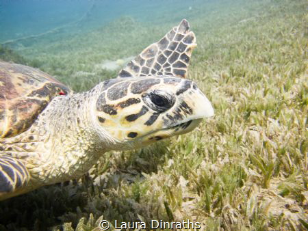 Hawksbill turtle swimming over seagrass by Laura Dinraths 