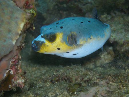 Popperfish by Ernesto Yu 