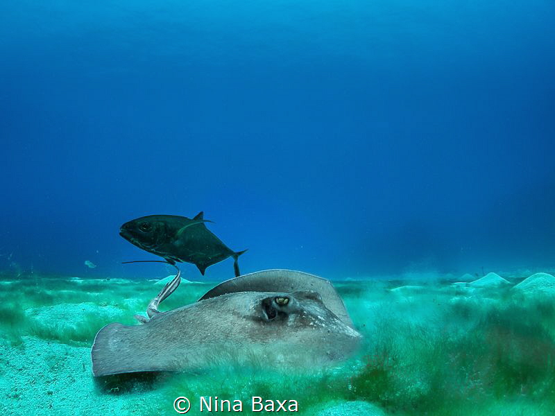 Partners - little male Southern Stingray and his Bar Jack... by Nina Baxa 