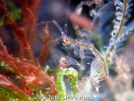 Skeleton shrimp 
From Anilao Pier 
Canon G16 + SubSee x... by Niti Siriravipas 
