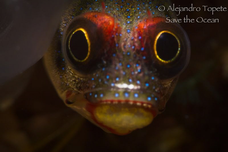 Blenny in Home, Acapulco Mexico by Alejandro Topete 