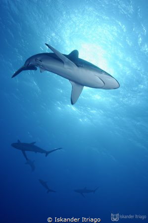 Silky sharks encounter at Roca Partida in Revillagigedos ... by Iskander Itriago 