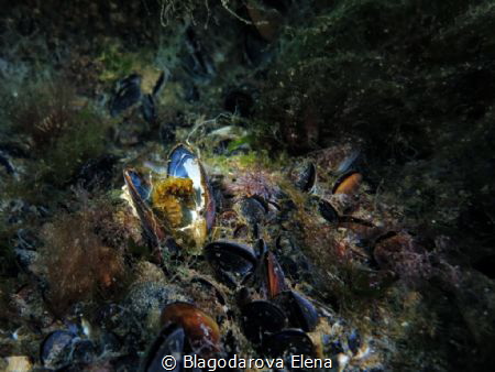The seahorse female has the rest in mythulus conche by Blagodarova Elena 