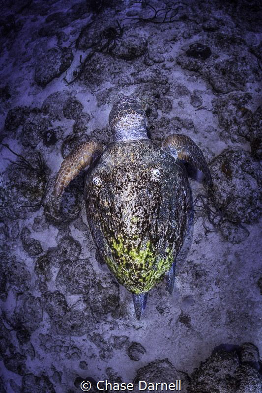 Loggerhead Encounter, Lighthouse Point Dive Site by Chase Darnell 