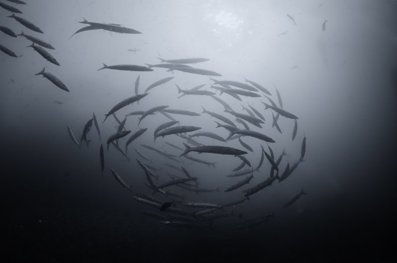 Well known Barracuda's swirling behavior by Dmitry Starostenkov 