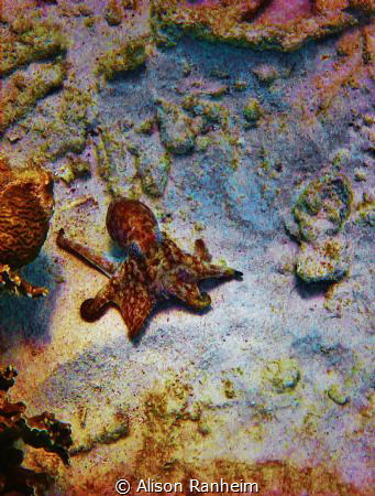 Sweet little Octopus, quite friendly... Bonaire. by Alison Ranheim 