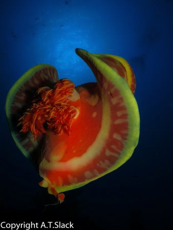 Spanish dancer heading up out of the depths of Atlantis by Adrian Slack 