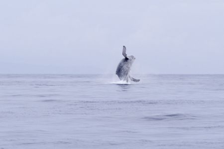 Humpback whale breaching, Maui, Hawaii. Shot from the div... by Patrick Reardon 
