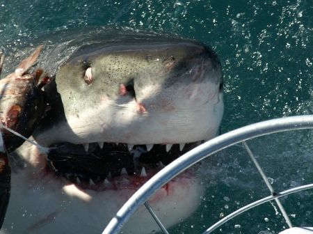 Great White, taken off Dyer Island from top deck of shark... by Peter Fields 