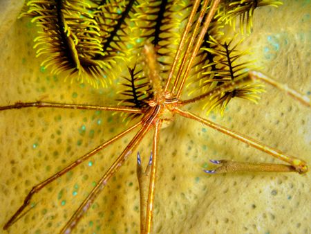 Arrow Crab hiding in a sponge, taken with Sony DSC-T1 usi... by Barbara Makohin 