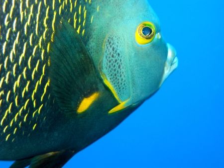 French Angelfish. Taken off the Superior Producer wreck, ... by Peter Fields 
