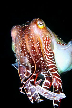 Giant Cuttlefish - picture was taken during a nigth dive.... by Depaulis Carlo 