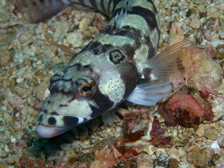 Lizardfish Dive Site Mainit Anilao Batangas by Ernesto Yu 