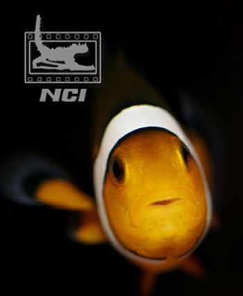 clownfish wondering "what are you" 
ikelite housing and ... by Justin Bauer 