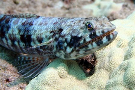 'Ualae' - Lizardfish this a.m. west shore...where else. N... by Glenn Poulain 