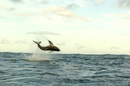 Great white shark breaching, Nikon D2H by Depaulis Carlo 