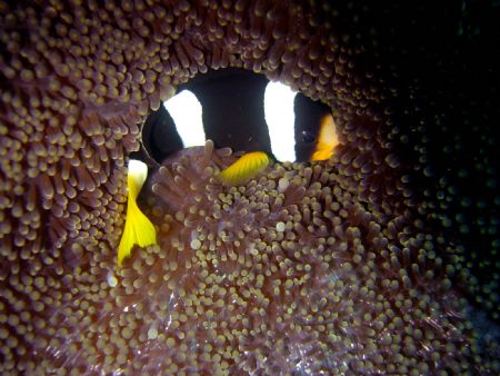 Anemone Fish, protecting the home by Ryan Stafford 