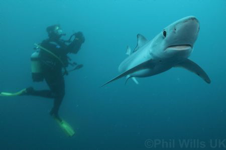 Blue shark and diver off Cape Point, South Africa. by Phil Wills 