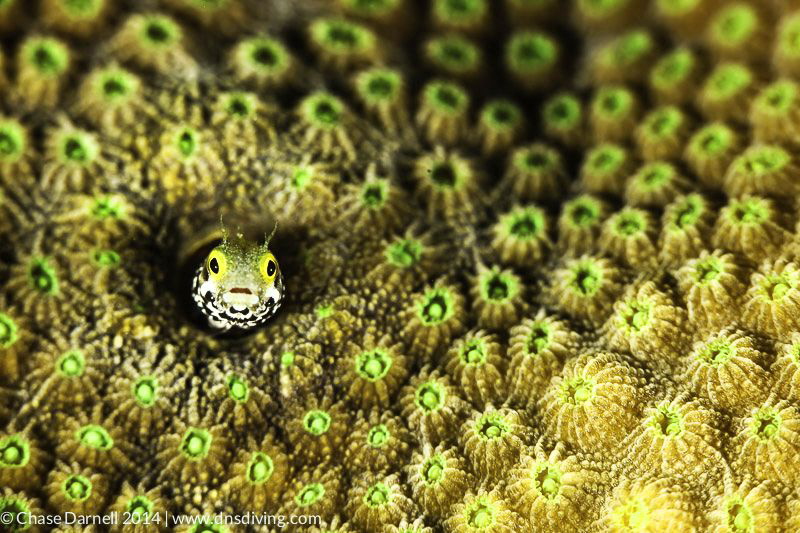 Secretary Blenny with a colorful home by Chase Darnell 
