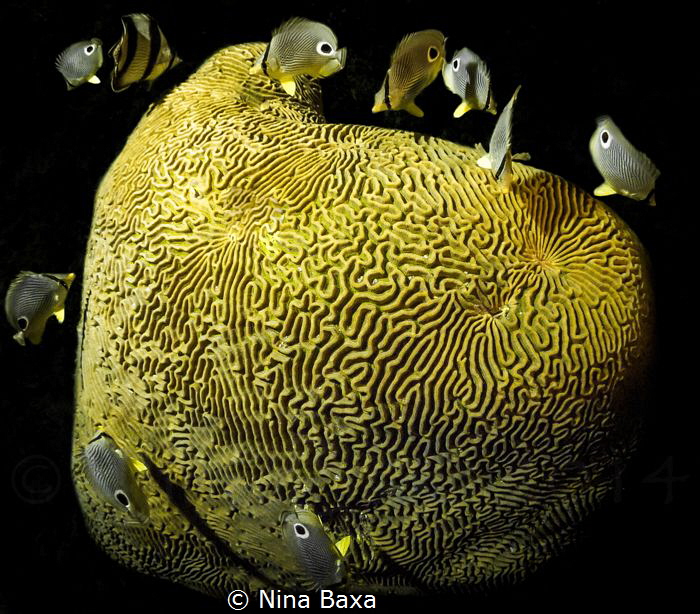 Midnight Snack - Butterflyfish feeding on spawning Brain ... by Nina Baxa 