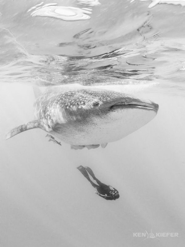 Freediver underneath a whale shark
off Isla Mujeres, Mexico by Ken Kiefer 