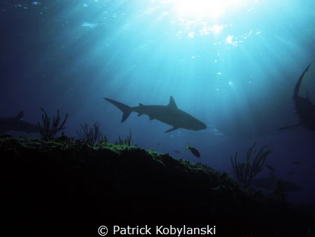 Caribbean Reef Shark swimming off Bimini, Bahamas by Patrick Kobylanski 