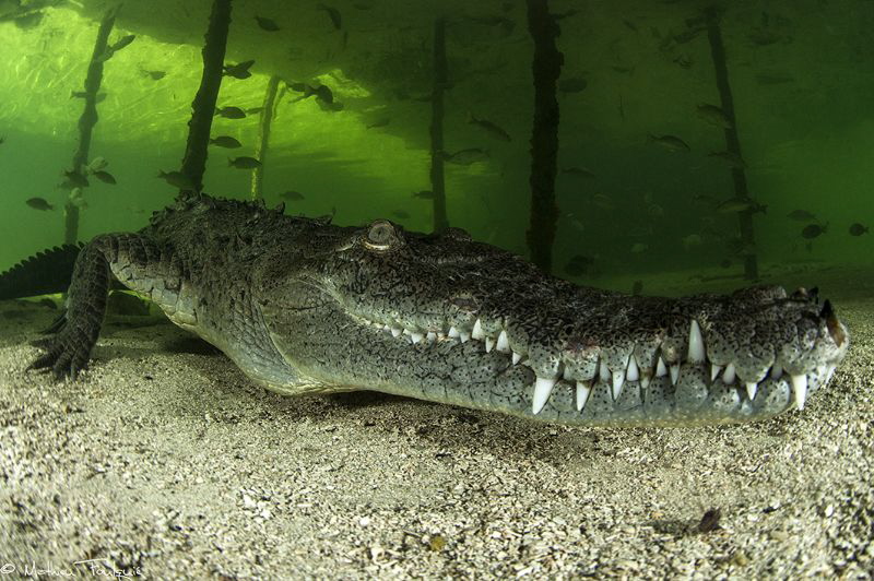 Crocodylus acutus_9 by Mathieu Foulquié 