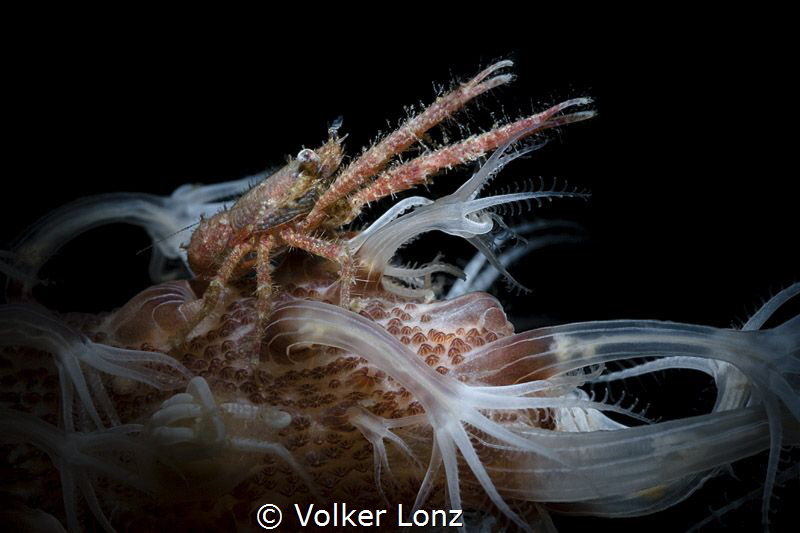 Springcrab on a coralstick at night. by Volker Lonz 