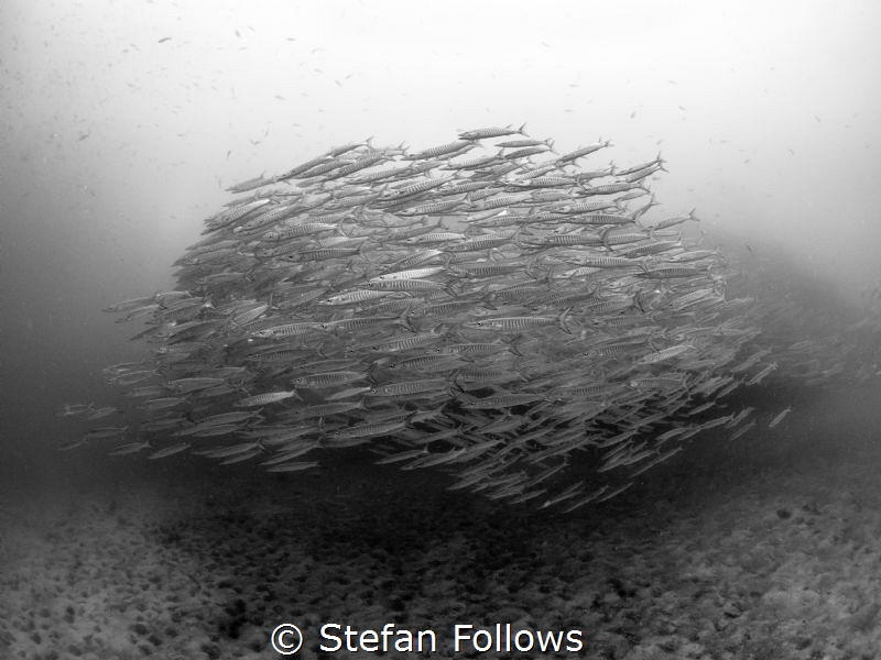 All for one ... Chevron Barracuda - Sphyraena qenie. Sail... by Stefan Follows 