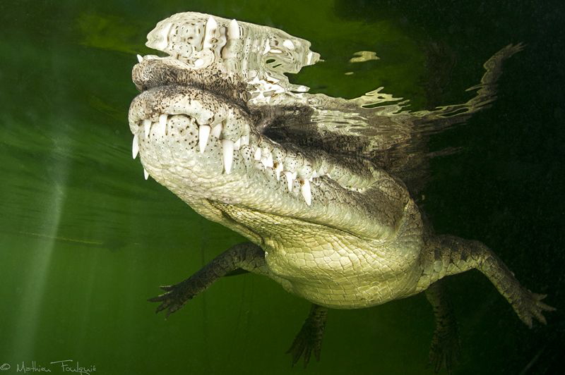 Crocodylus acutus_10 by Mathieu Foulquié 