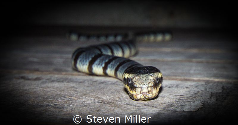 Such a bad reputation for these docile snakes by Steven Miller 