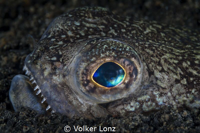 Lizardfish by Volker Lonz 