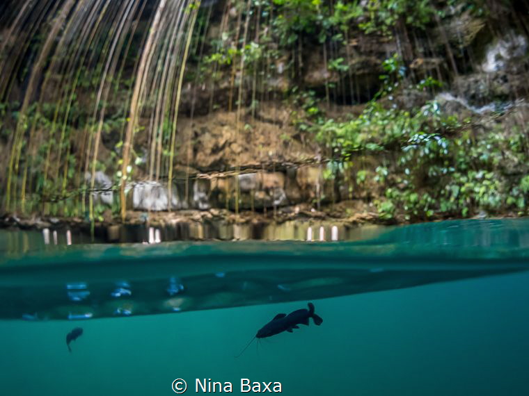 Attendant - little Rhamdia Catfish,Ik Kil Cenote, Yucatan. by Nina Baxa 