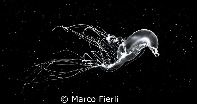 Deep Space Swim
Mono conversion of a planktonic creature... by Marco Fierli 