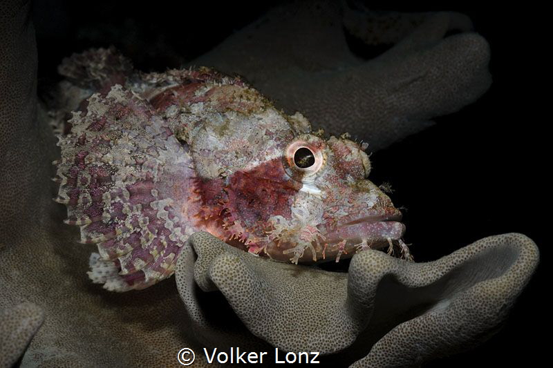 Scorpionfish on a leathercoral by Volker Lonz 
