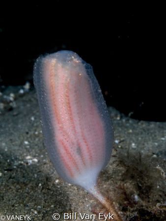 ascidian, Banksia Sea Squirt (Sycozoa pulchra) by Bill Van Eyk 