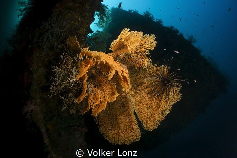 Diving at the Liberty Wreck – pic 003 by Volker Lonz 