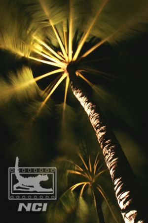 canon 20d 
palm tree @ night by Justin Bauer 