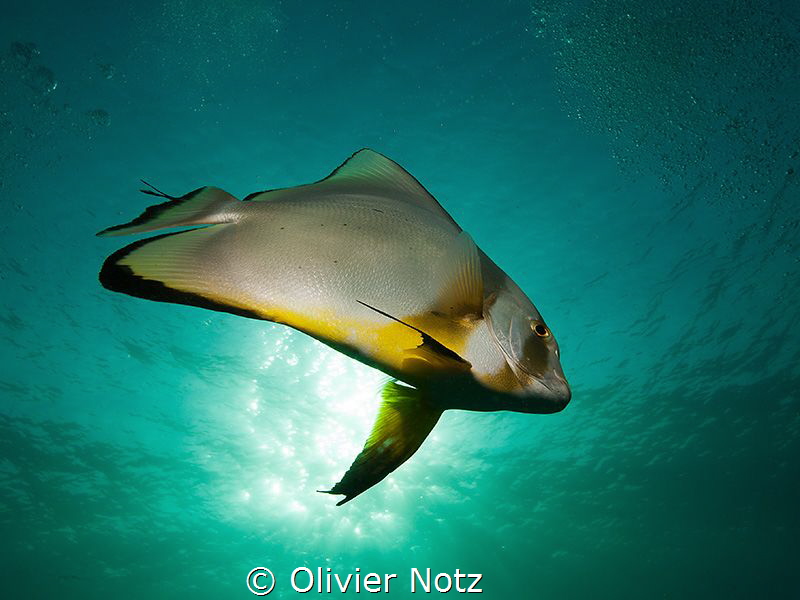 Crazy batfish that followed us several time, swimming thr... by Olivier Notz 