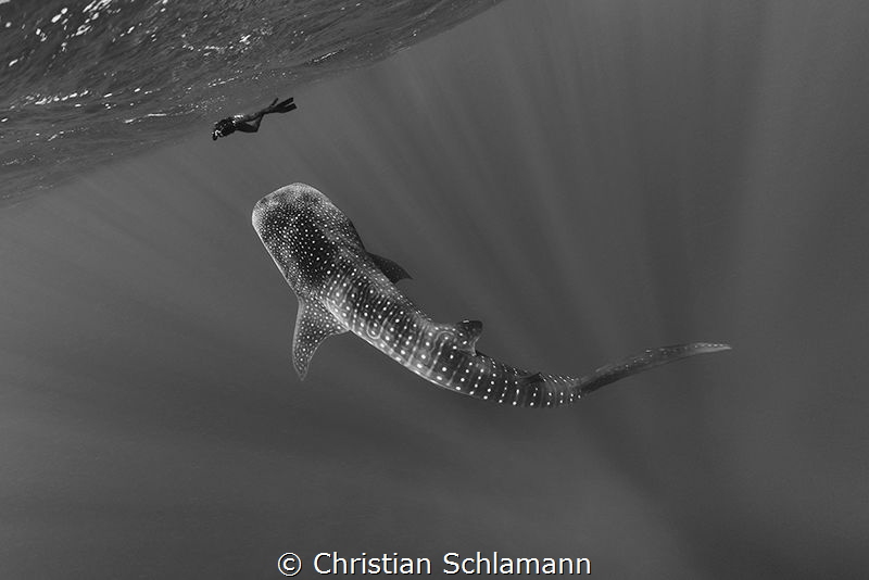 Face to face - A whaleshark at the Silver Banks. by Christian Schlamann 