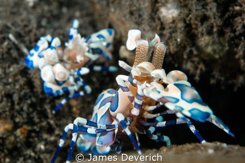 Pair of harlequin shrimp in Bali. by James Deverich 