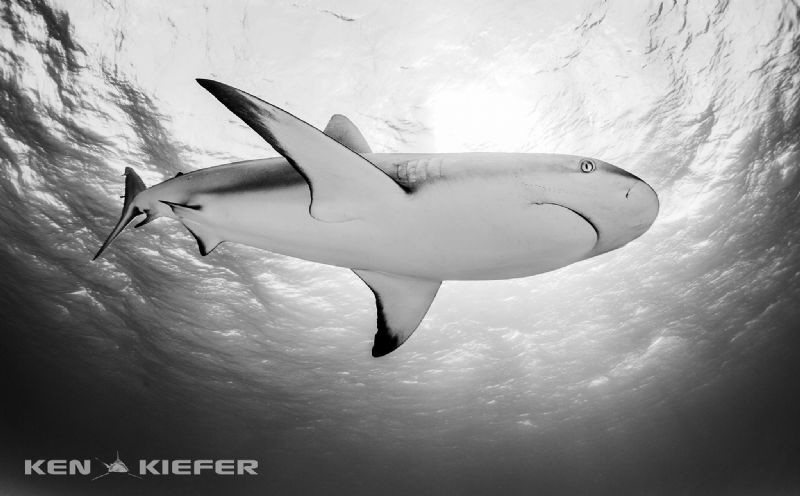 Reef shark by Ken Kiefer 