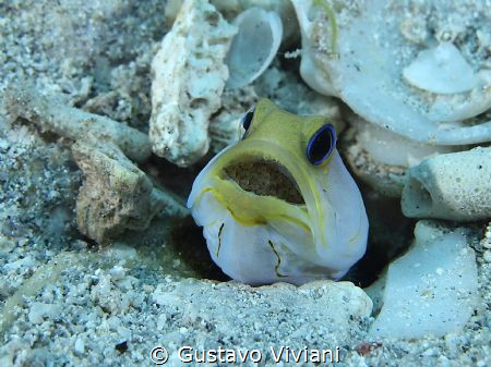 Yellow Head Jawfish with eggs at St. Croix's Swirling Ree... by Gustavo Viviani 