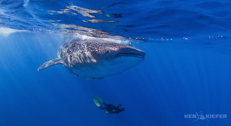 Freediver enjoying the beauty of a whaleshark 
near Isla... by Ken Kiefer 