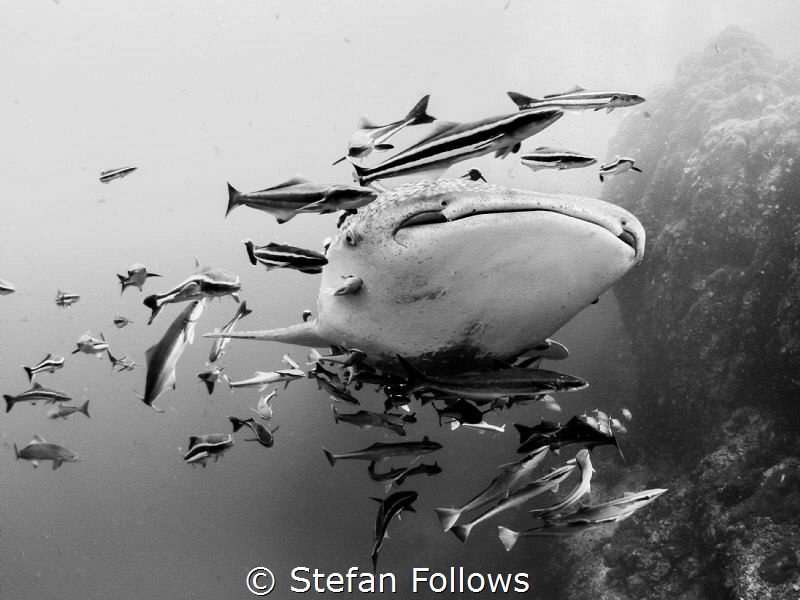 Make Room ... Whale Shark - Rhincodon typus. Sail Rock, T... by Stefan Follows 