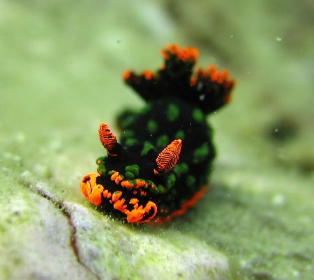 Nembrotha Kurbayana, Tioman Island, Malaysia by Siew Ling Chang 