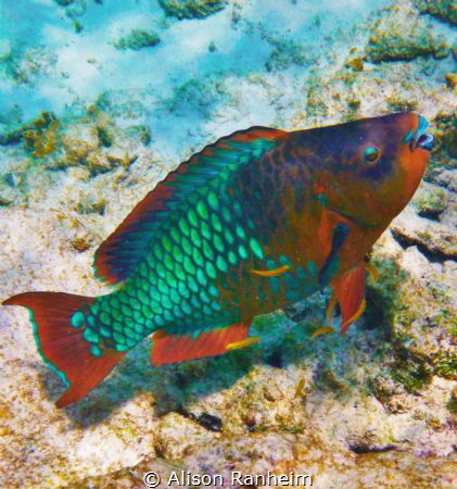 Parrotfish at the cleaners. by Alison Ranheim 