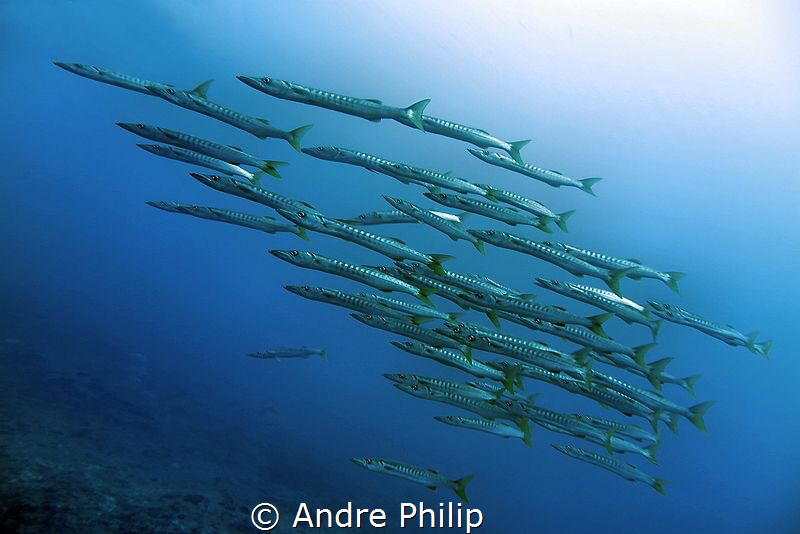Yellowfin Barracudas in the strong current of "Big Fish C... by Andre Philip 
