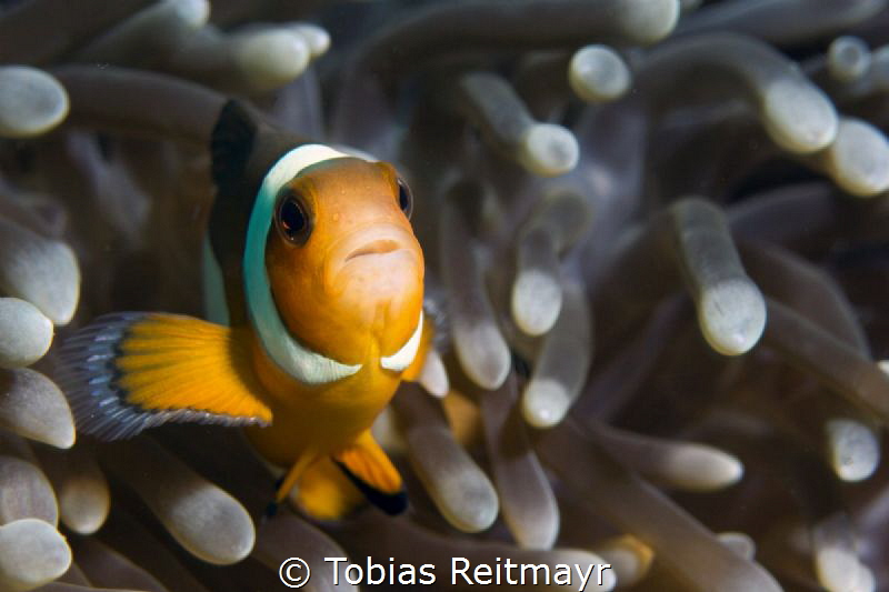 False Clown fish in anemone, Bida Nok by Tobias Reitmayr 